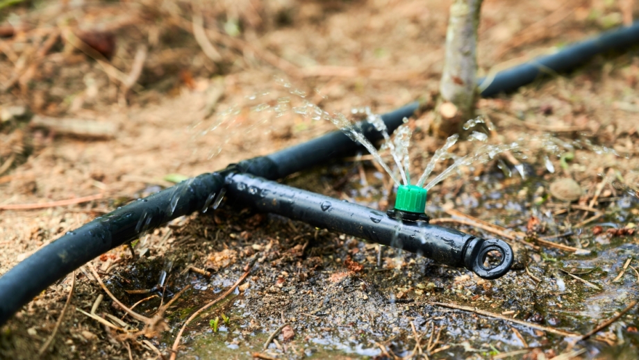 15 Gardening Tasks to Do in June