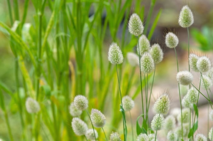 Bunny tails grass features soft, fluffy, cream-colored flower heads resembling bunny tails atop slender green stems.