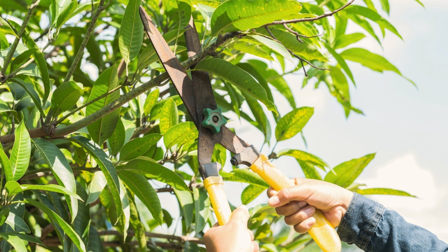 How to Plant, Grow, and Care for 'Glenn' Mango Trees