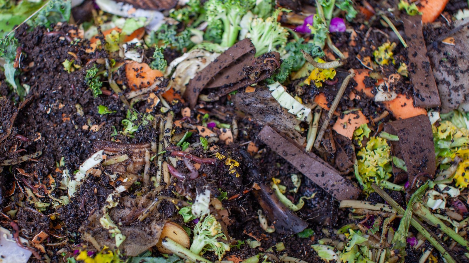 Close up of earthworms in a pile of fertile soil that is filled with food scraps and cardboard that's breaking down and turning into compost.