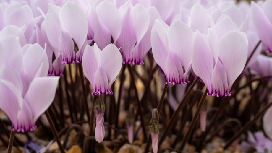 13 Beautiful Perennials for Pacific Northwest Gardens