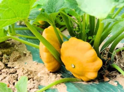 Close-up of Patty pan, a summer squash boasting small, scalloped-shaped fruits with smooth, tender skin of a bright yellow hue, among large wide green leaves with finely serrated edges.