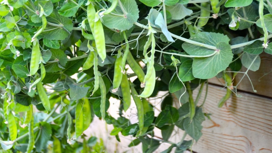 growing peas in raised beds