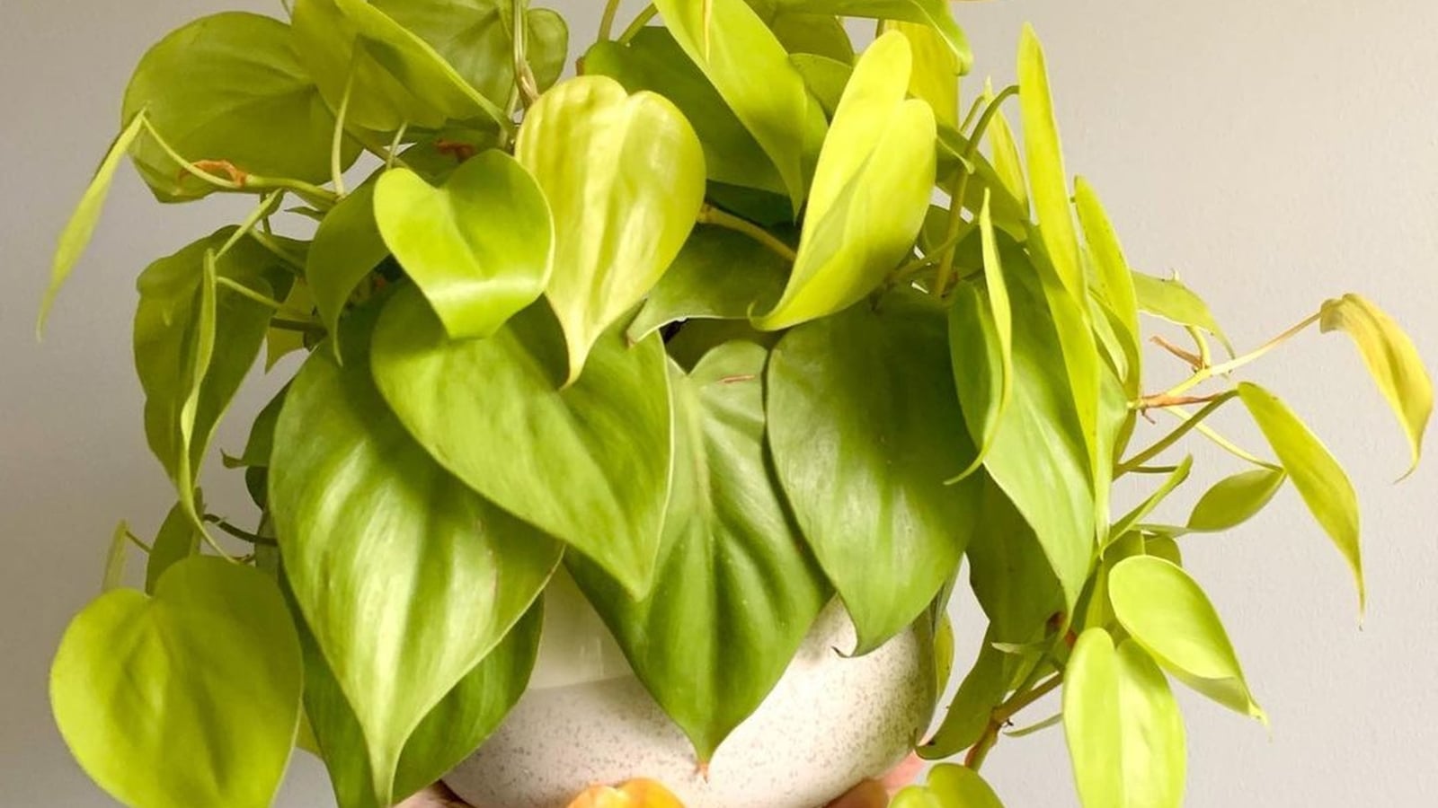 How to Plant, Grow, and Care for Philodendron micans