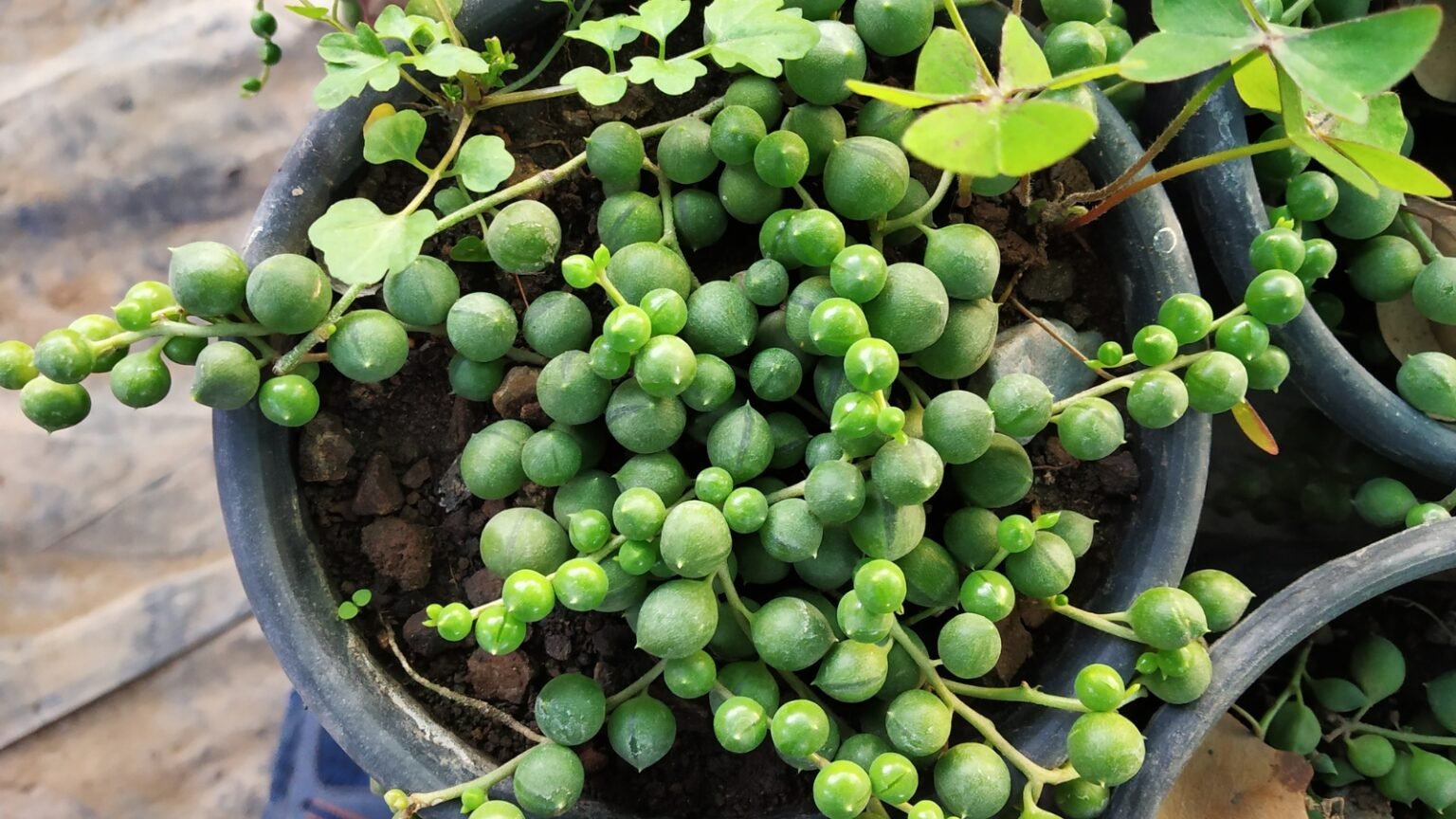 How to Plant, Grow, and Care for String of Pearls