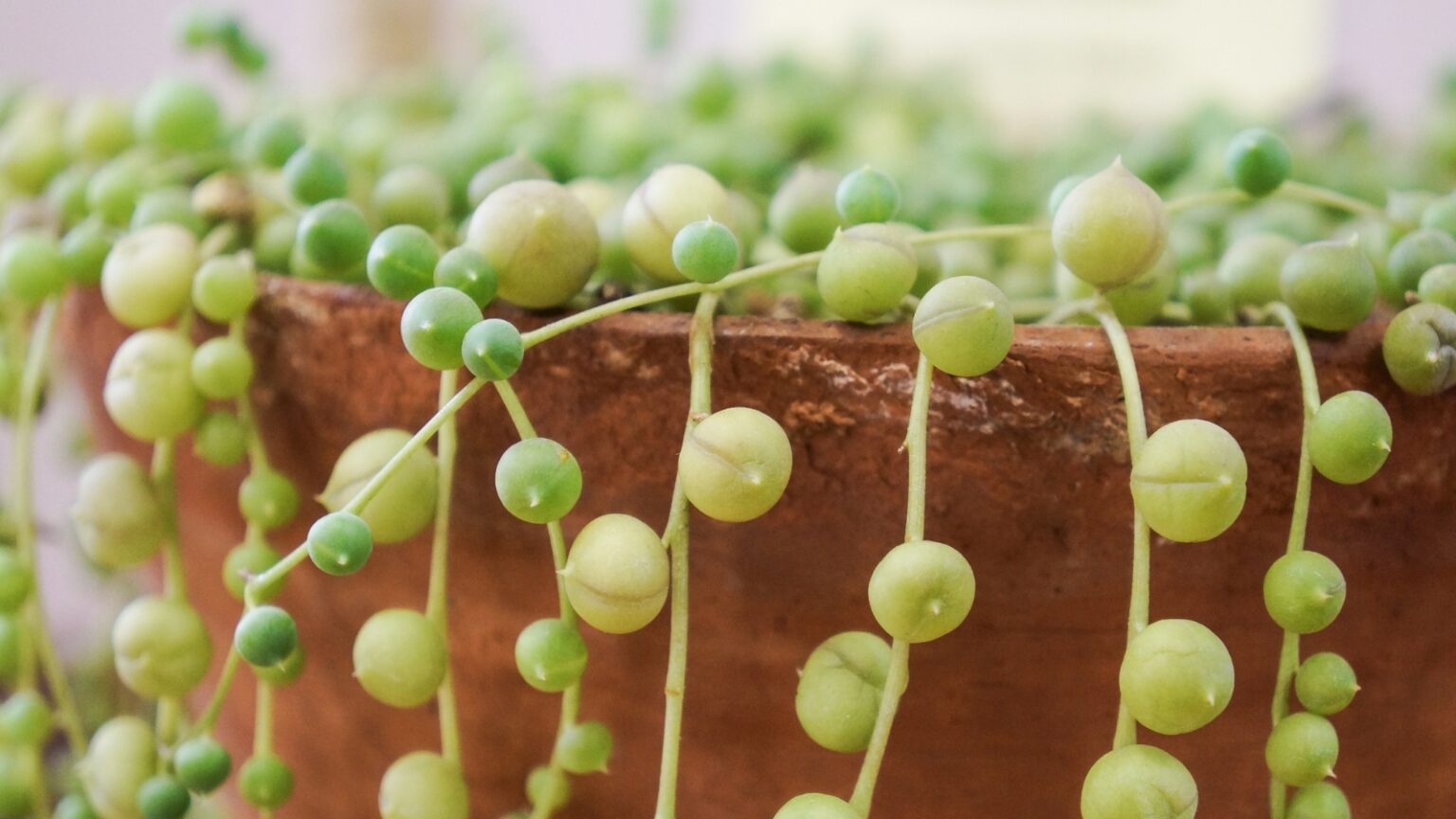 How to Plant, Grow, and Care for String of Pearls