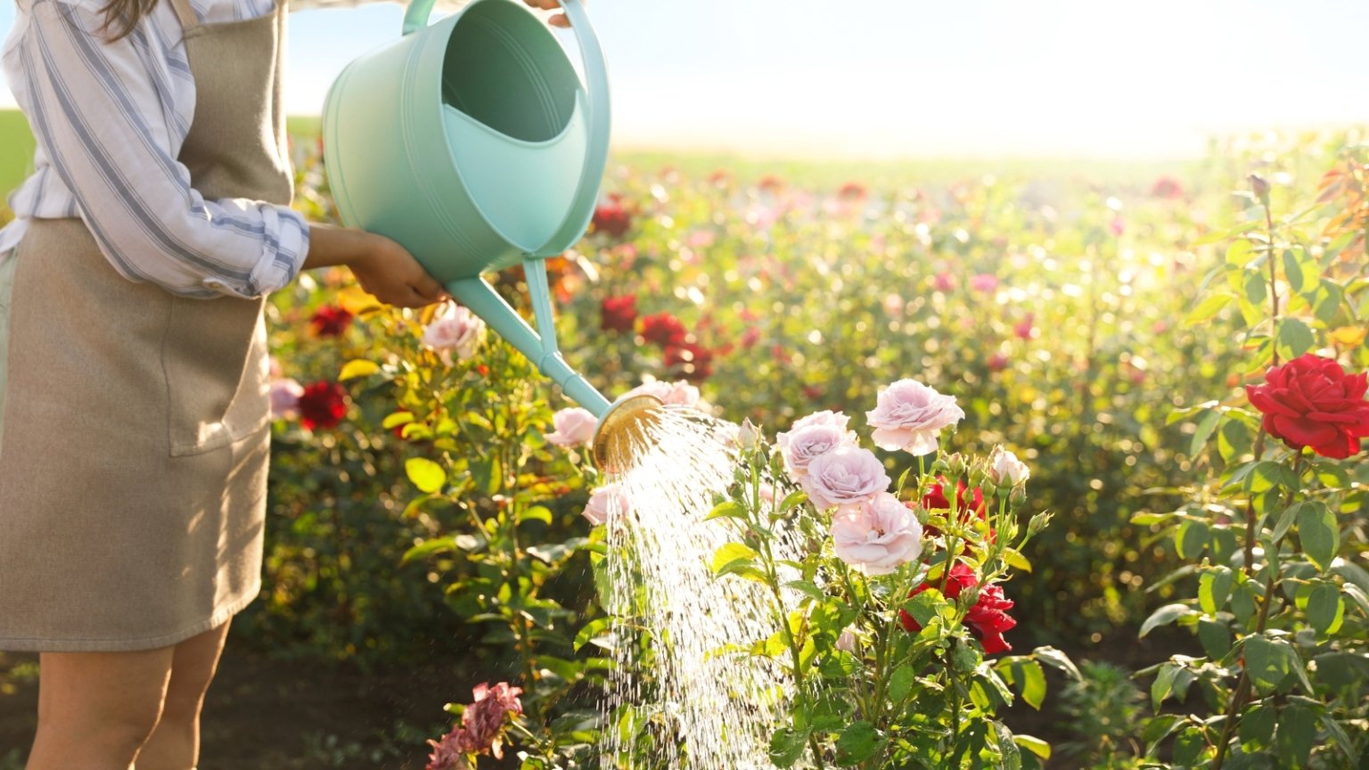 How Much Water Do Roses Need?