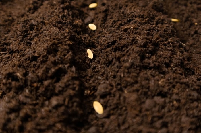 when sow cucumber. Close-up of cucumber seeds sown into soil in the garden. The seeds are small, oval-shaped, slightly oblong and flattened, and have a pale beige tint.