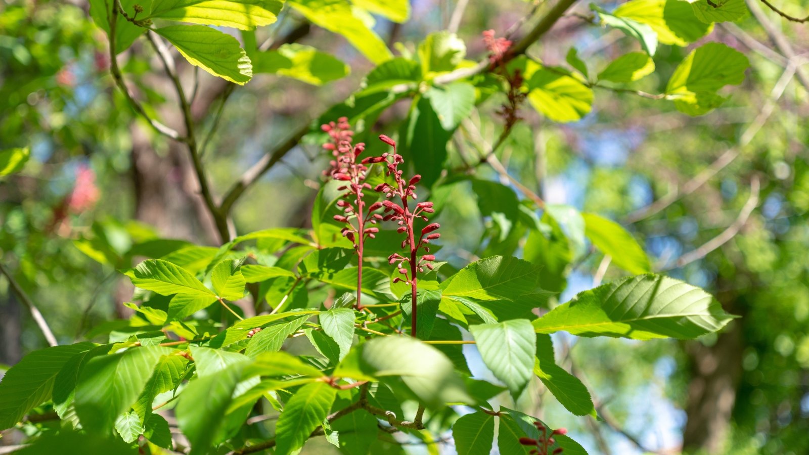 Aesculus pavia, or red buckeye, showcases palmately compound leaves with five leaflets that are dark green, and it bears upright panicles of red tubular flowers.
