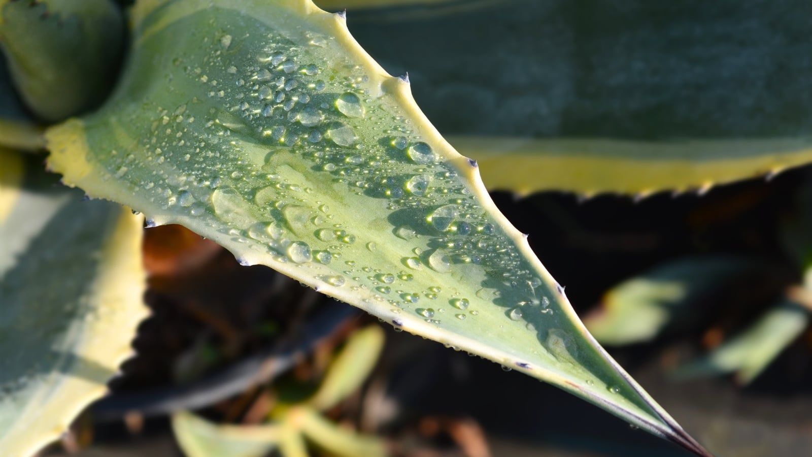 Close-up of a succulent Agave leaf with pointed tip, pale green color and creamy yellow edges, covered with water droplets in a sunny garden.