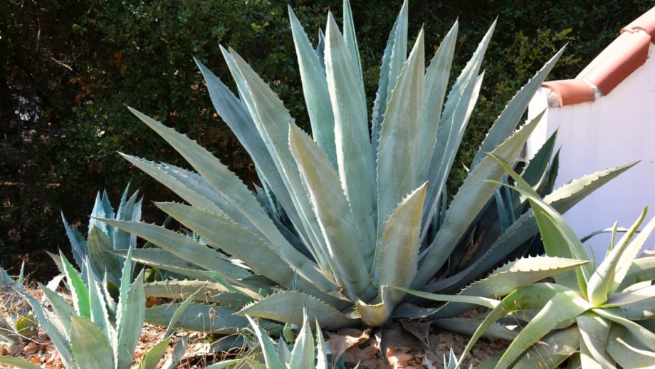 What Kind of Soil Does Agave Need?