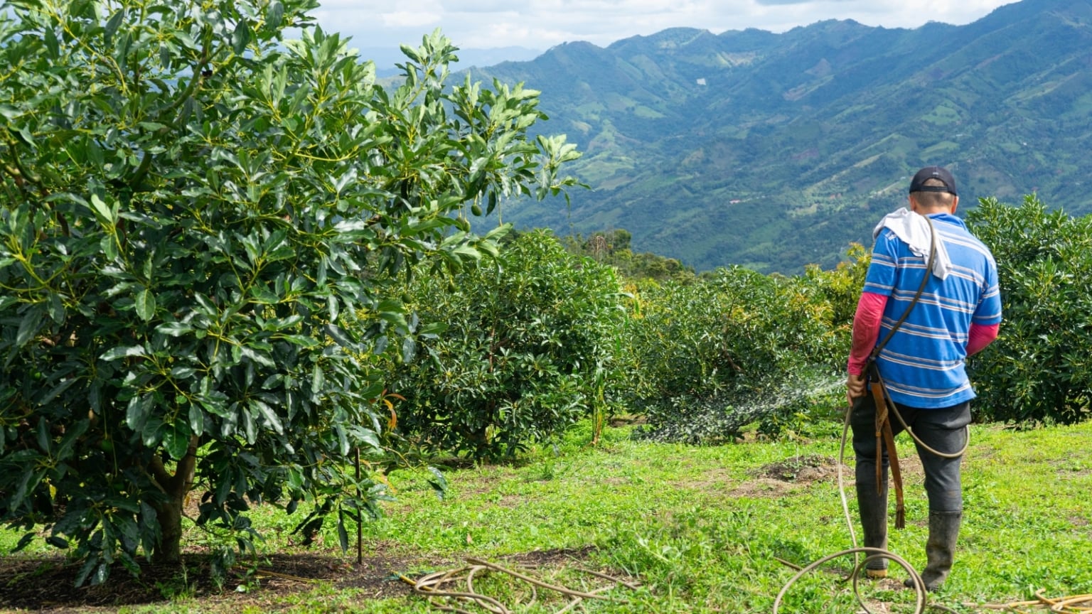 How to Plant, Grow, and Care for 'Bacon' Avocado Trees