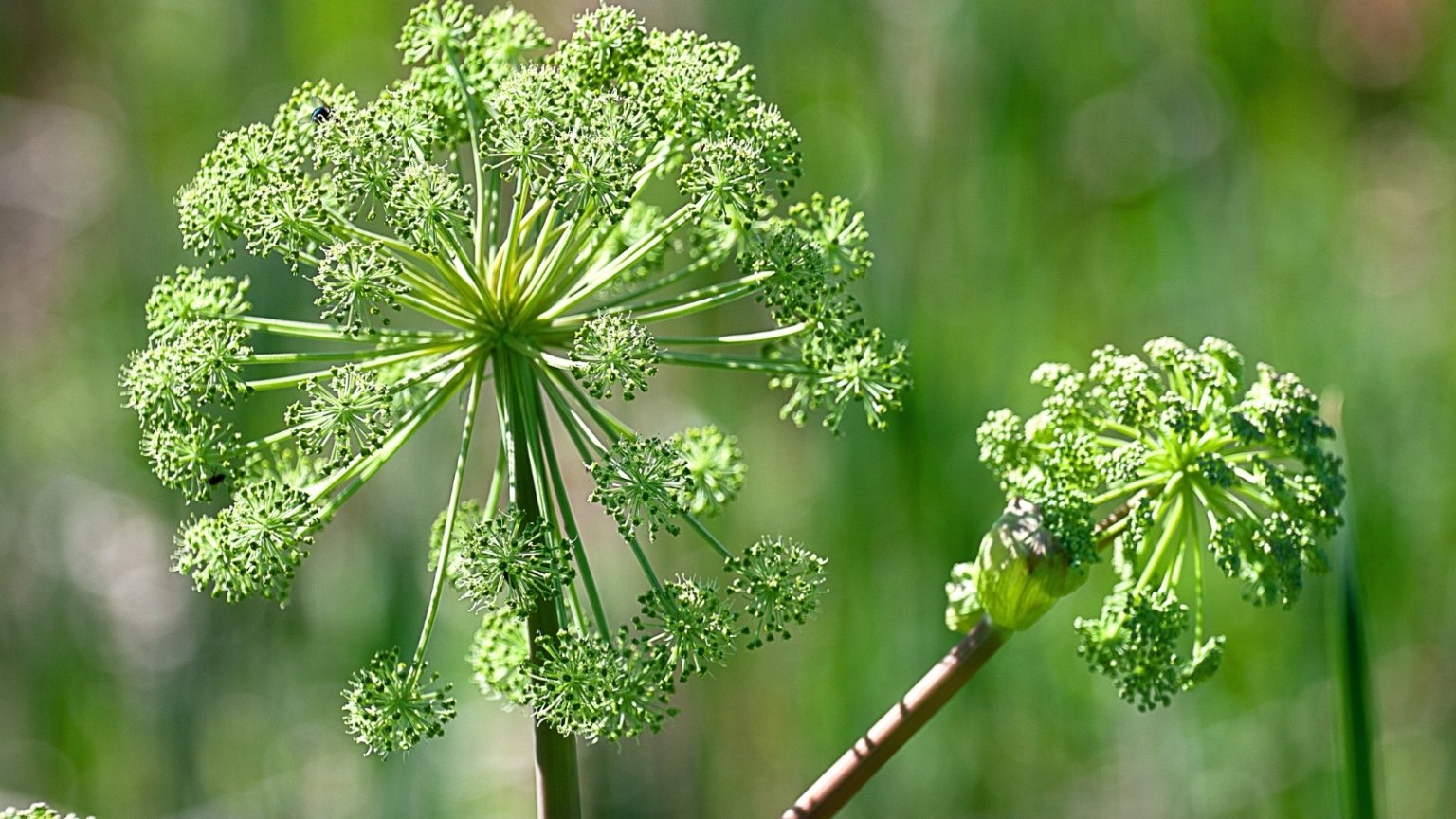How to Plant, Grow, and Care For Angelica