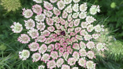 How to Plant, Grow, and Care for Ammi