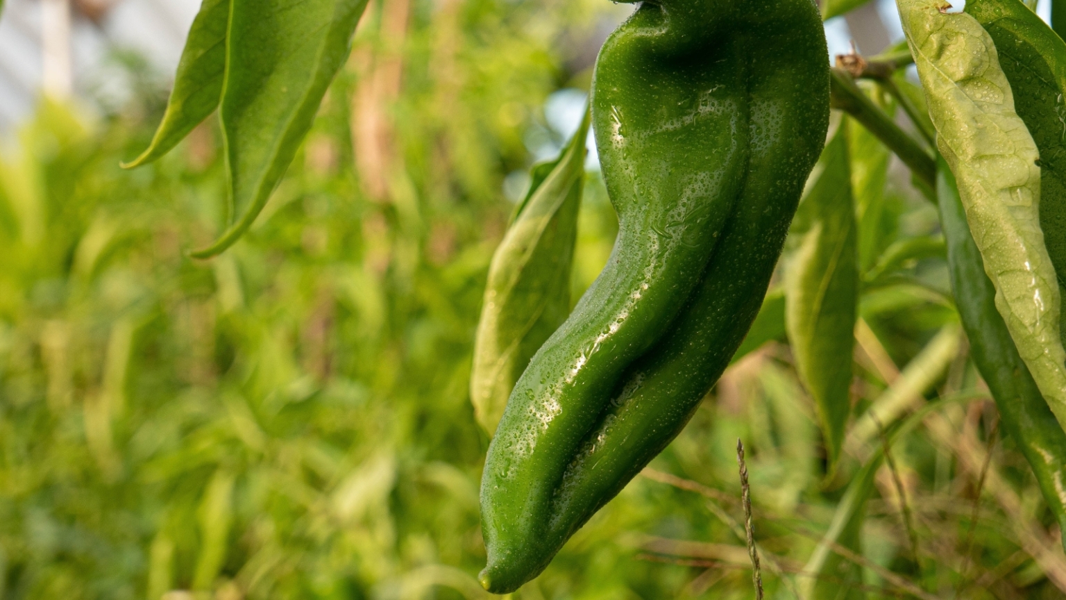 How to Plant, Grow, and Care for Anaheim Peppers