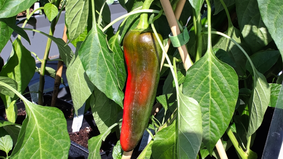How to Plant, Grow, and Care for Anaheim Peppers