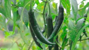 How to Plant, Grow, and Care for Anaheim Peppers