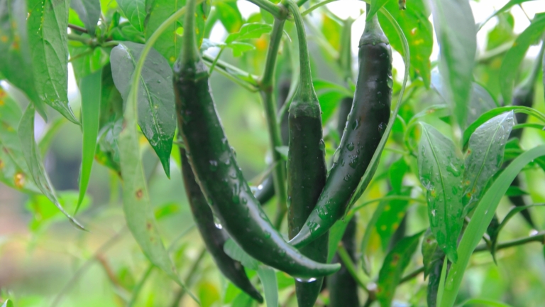 How to Plant, Grow, and Care for Anaheim Peppers