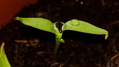 How to Plant, Grow, and Care for Anaheim Peppers