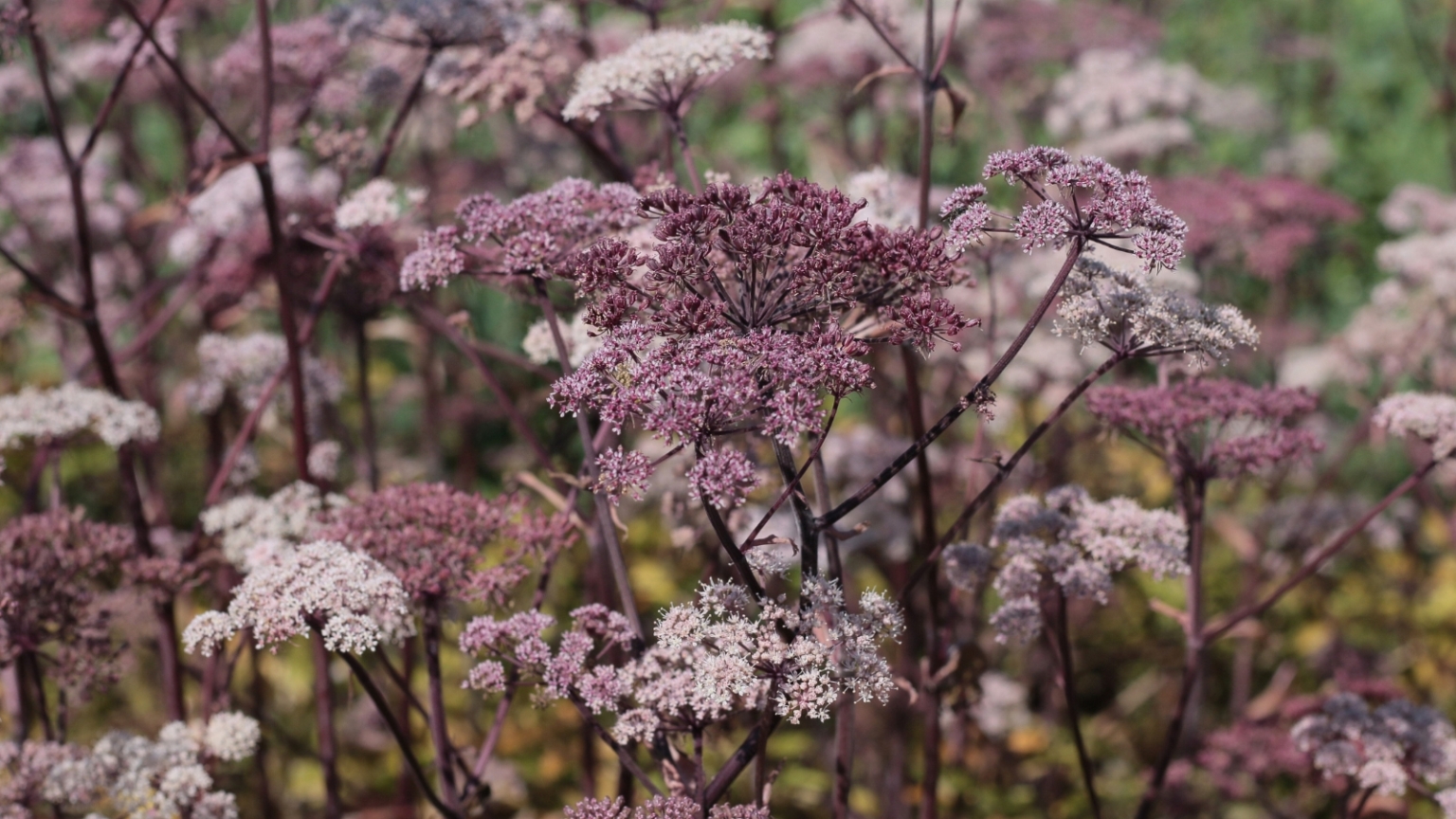 How to Plant, Grow, and Care For Angelica