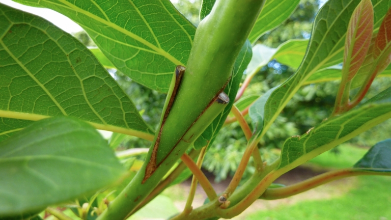 How to Plant, Grow, and Care for 'Bacon' Avocado Trees