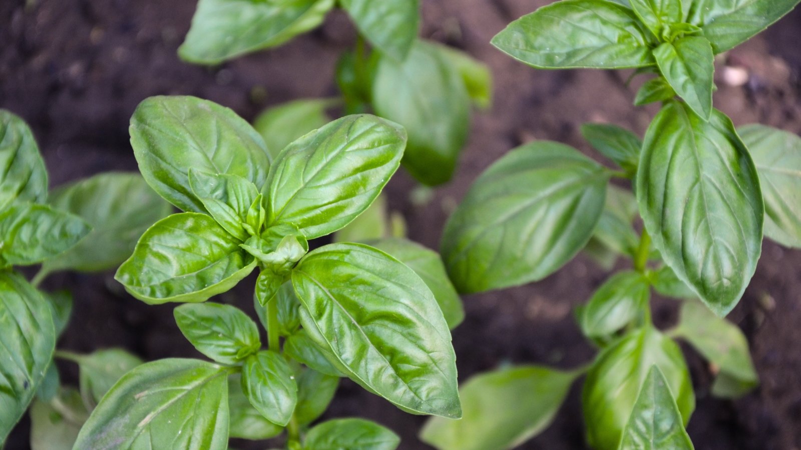 The basil plant features bright green, broad, and glossy oval leaves with a slightly serrated edge.