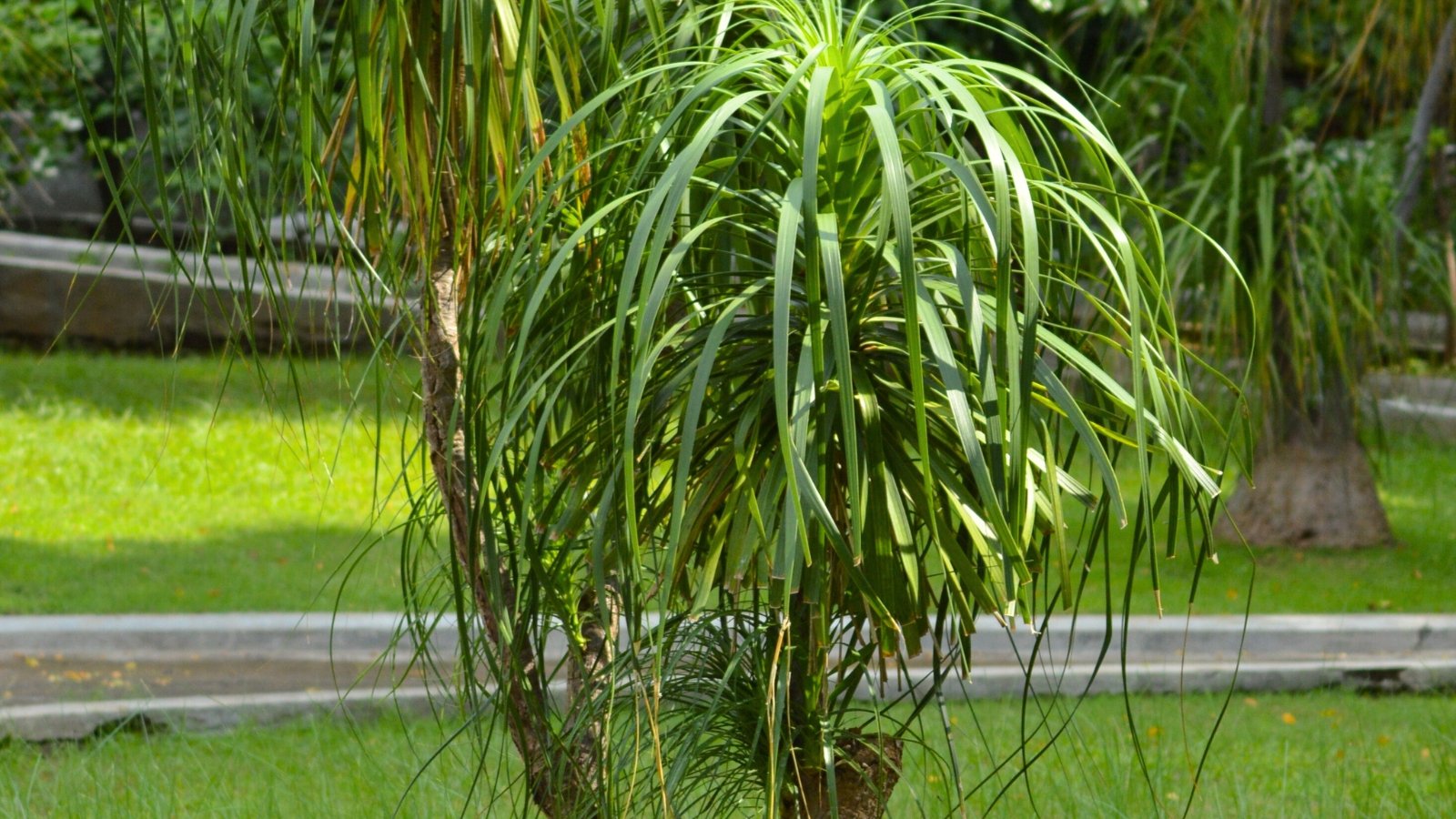 Beaucarnea recurvata has long, narrow, arching leaves that are green and resemble a cascade of ponytails.
