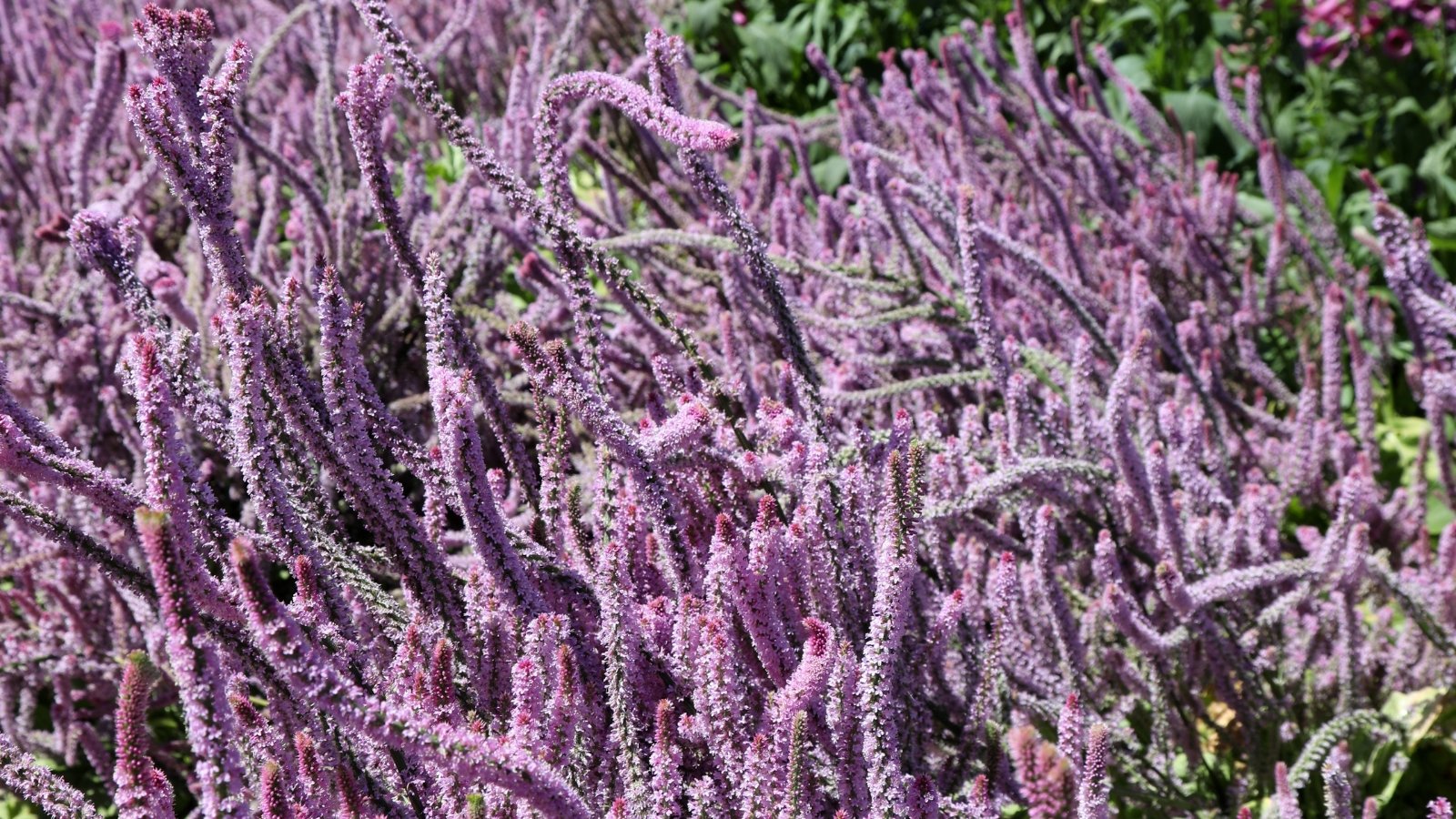 Long clusters of 'Pink Poker' statice flowers, vibrant and radiant, bask in the sunlight.