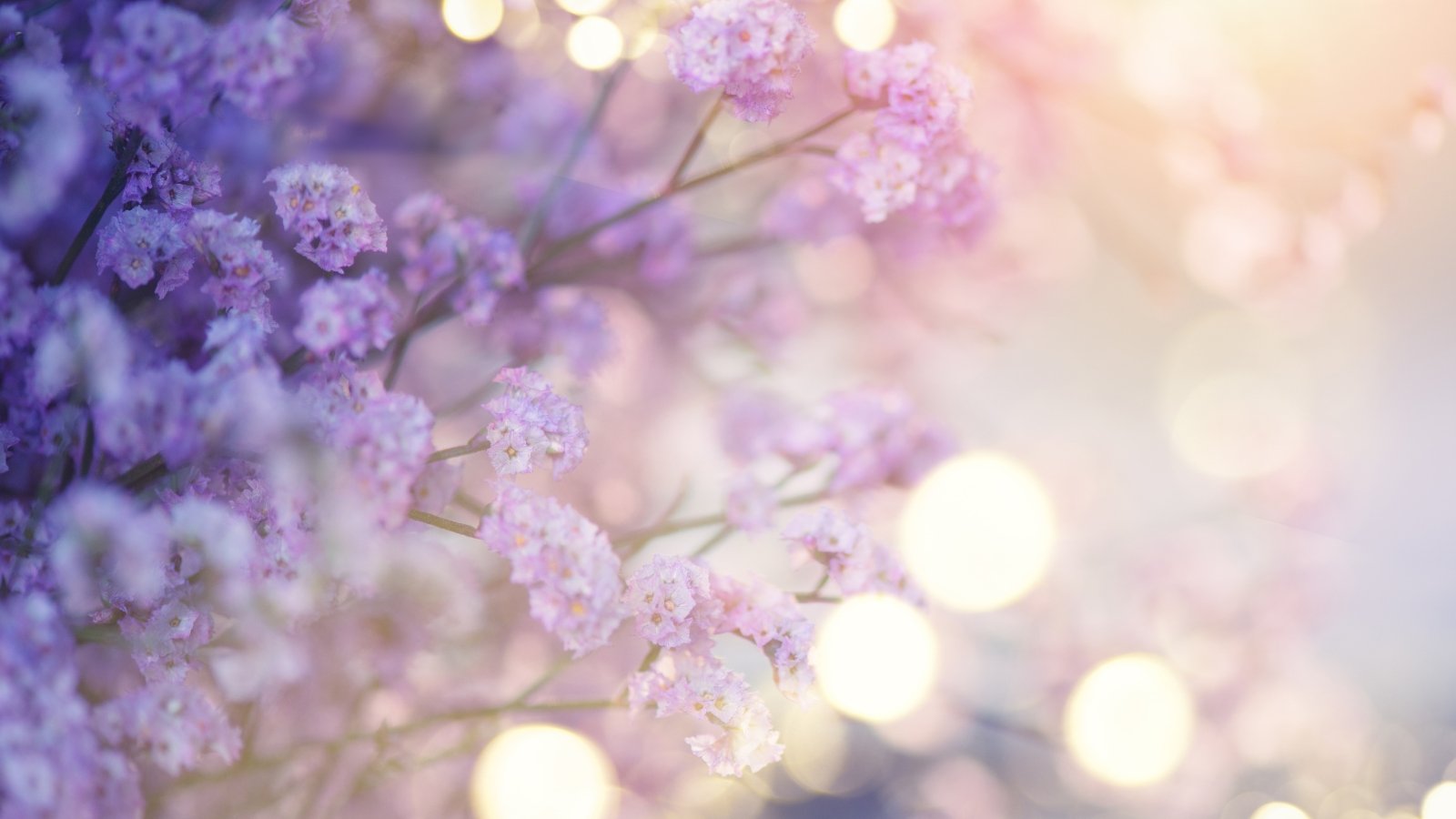 Purple statice flowers bathed in gentle, ethereal light, casting a serene and soothing glow over their delicate petals.