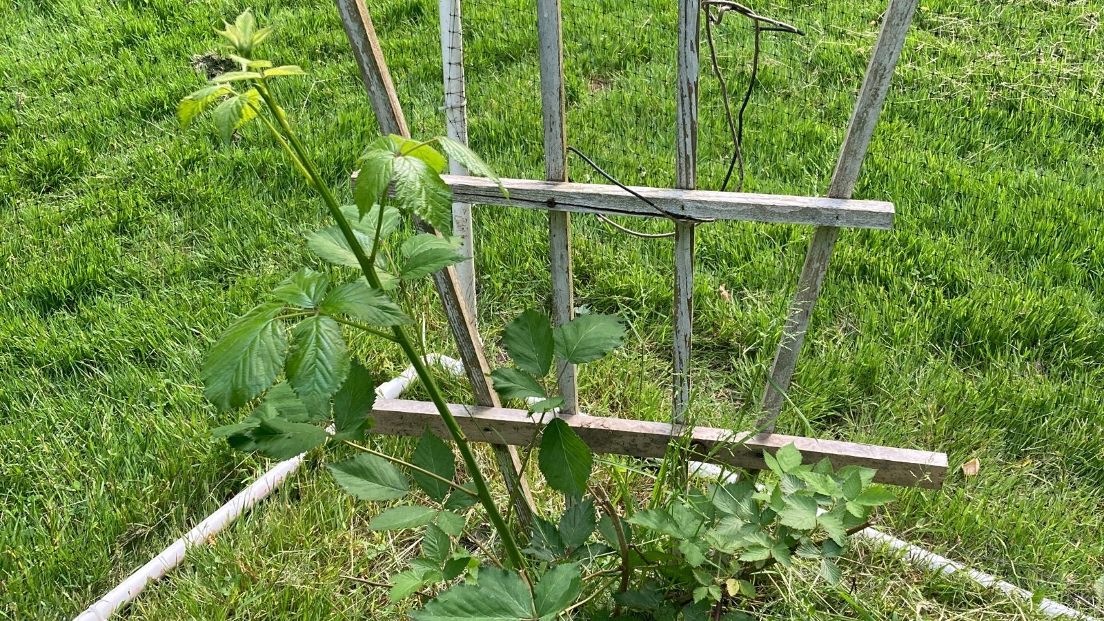 A close-up of a blackberry plant featuring deeply serrated green leaves, supported by a sturdy wooden trellis against a backdrop of a vibrant green lawn.