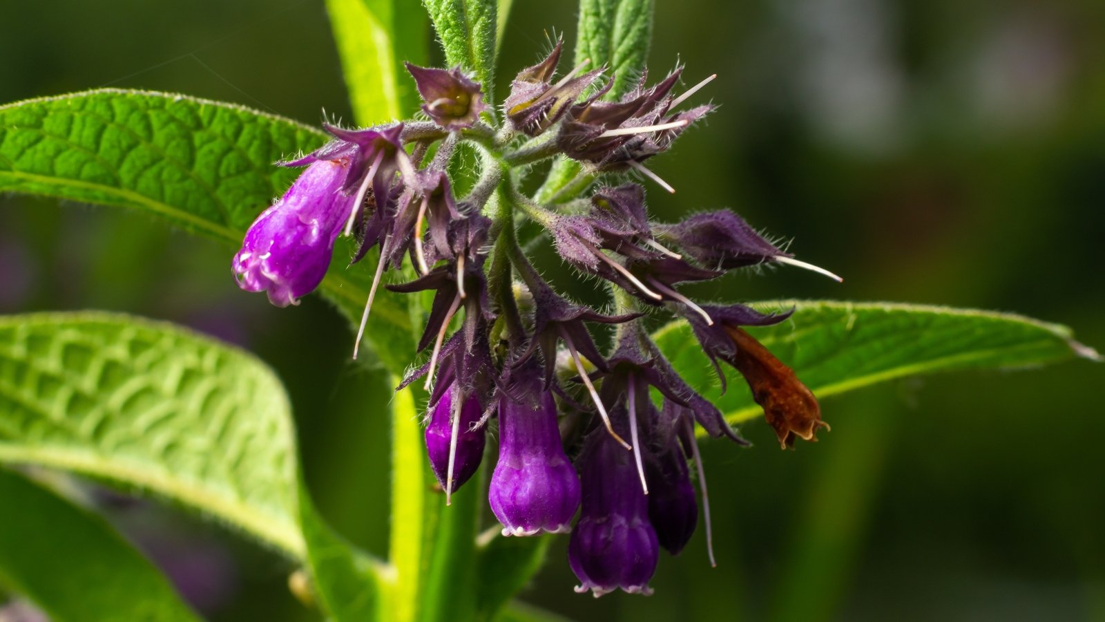 A close-up of a Comfrey plant, showcasing its vibrant violet-colored flowers, each petal delicately unfurling in the sunlight; and the broad, lush leaves, veined with intricate patterns, providing a verdant contrast to the blossoms.