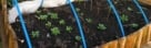 Dark soil-filled raised wooden beds with lush green vegetable seedlings, sheltered by blue hoops above, ensuring protection and nurturing for the growing plants, showing a raised bed hoop house