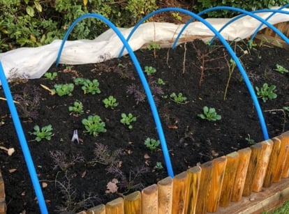 Dark soil-filled raised wooden beds with lush green vegetable seedlings, sheltered by blue hoops above, ensuring protection and nurturing for the growing plants, showing a raised bed hoop house