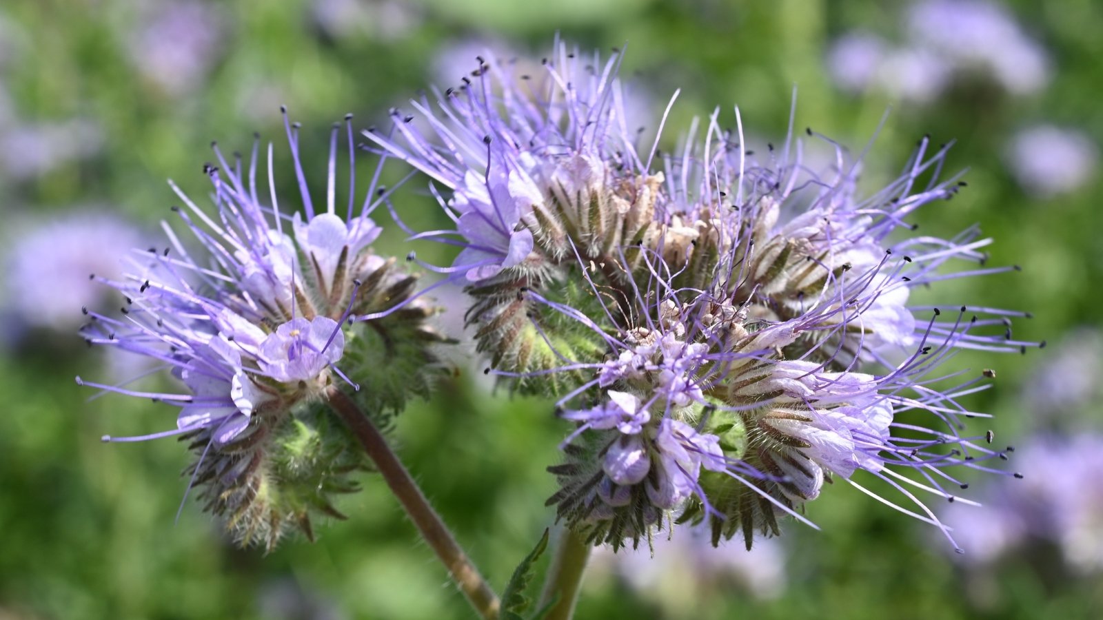 A close-up of delicate blue Phacelia flowers with soft, curved petals, showcasing their intricate detail, against a blurred backdrop of lush greenery in the garden.