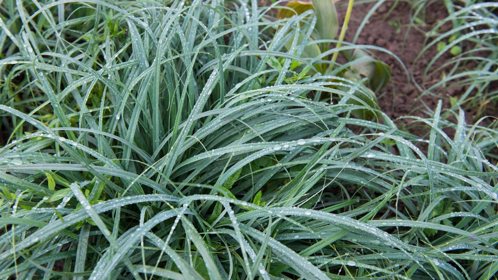 Close-up of Blue sedge with thin, strap-like leaves in a blue-green hue, covered with drops of water.