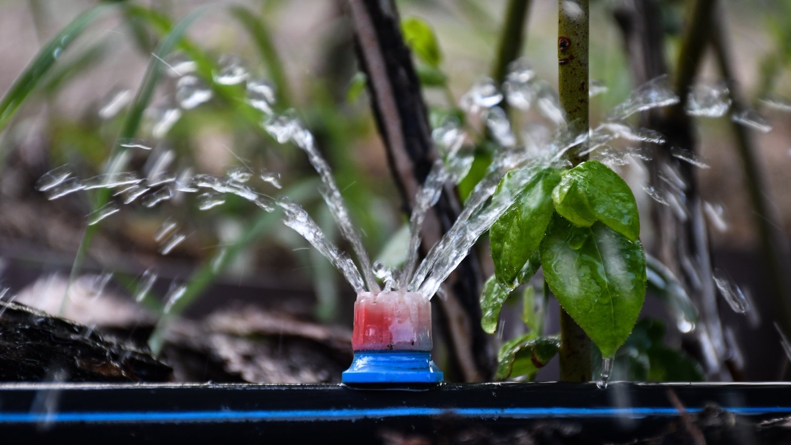 A close-up of lush bushes sprouting vibrant green leaves, adorned with a drip irrigation system softly splashing water droplets.
