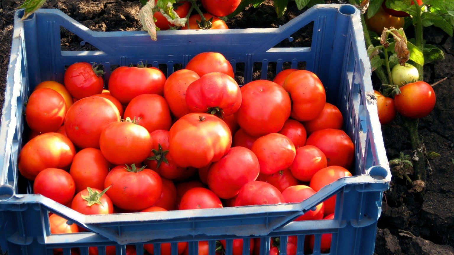 How to Plant, Grow, and Care for 'Brandywine' Tomatoes