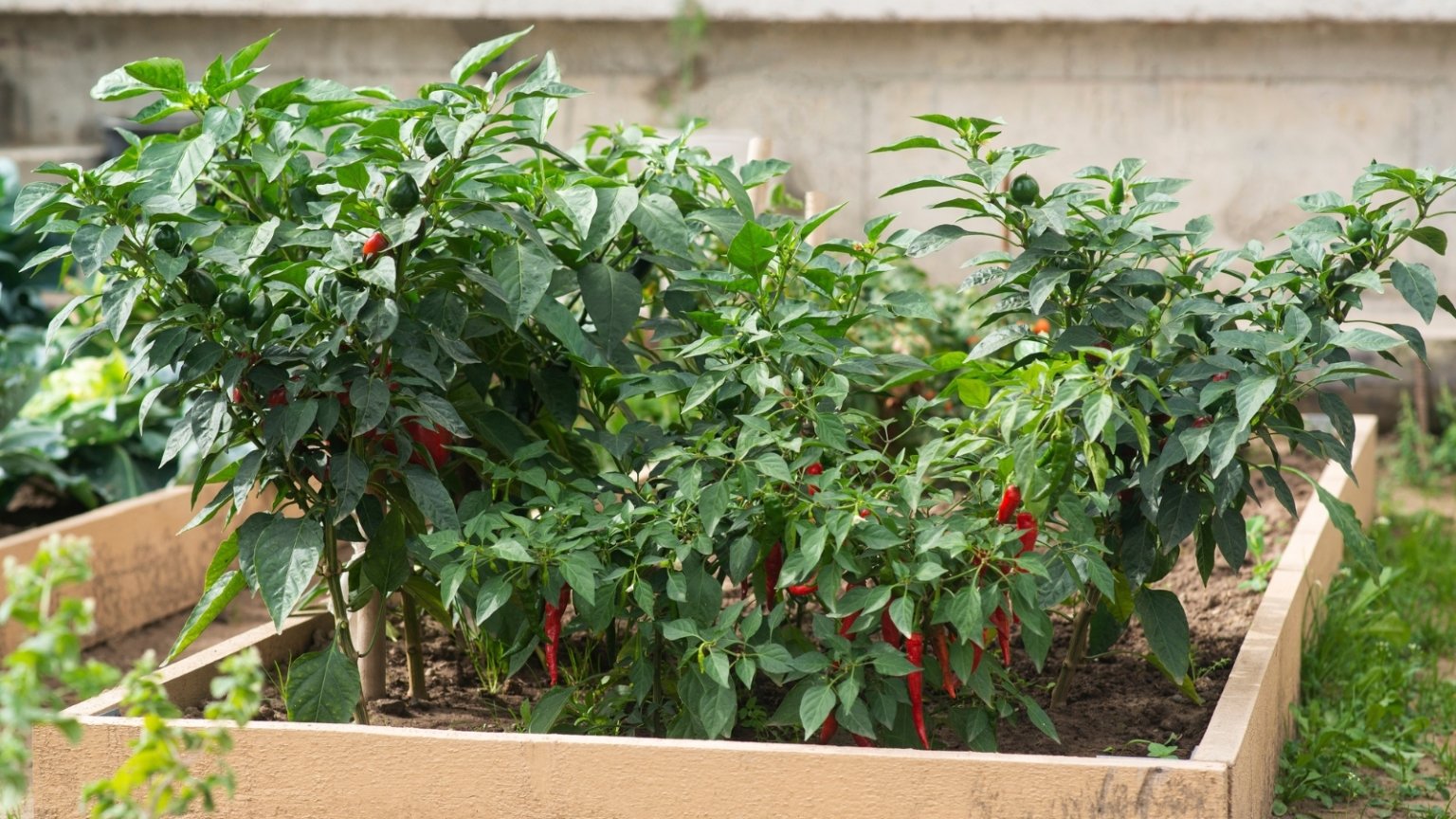 How to Grow Peppers in Raised Beds for an Abundant Harvest