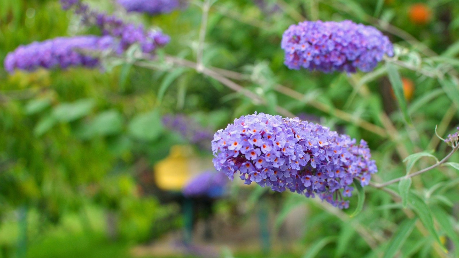 Butterfly Bush features lance-shaped, gray-green leaves and long, dense spikes of purple flowers that attract butterflies.