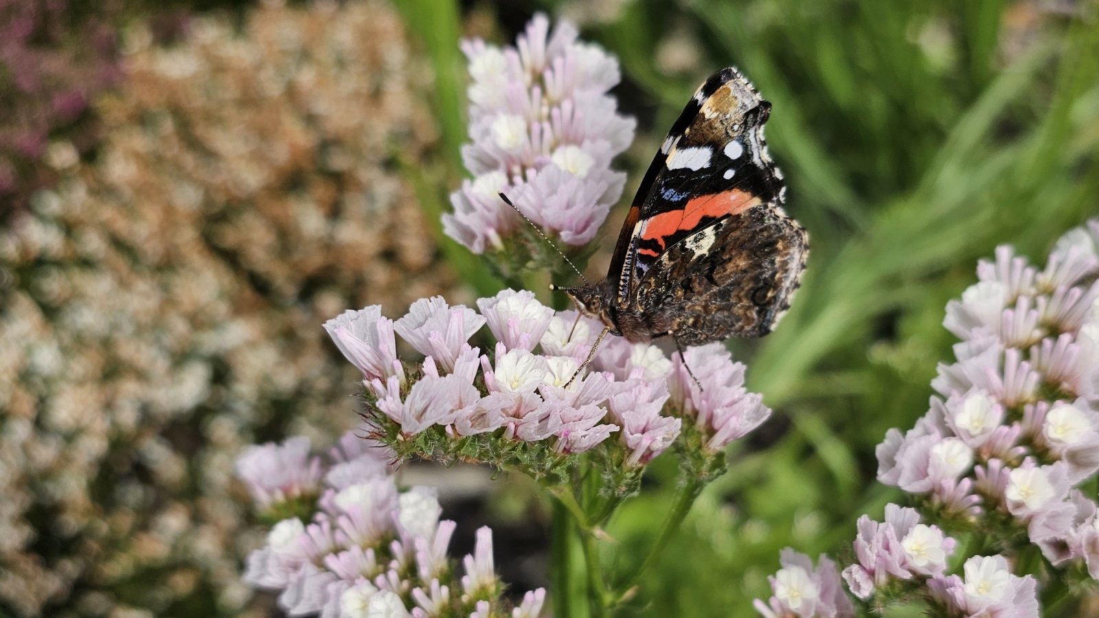 A brown butterfly perches gracefully on lavender statice flowers, showcasing delicate wings and intricate patterns.