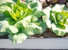 A close-up capturing growing cabbage plants adorned with glistening water droplets on tender young leaves, thriving in brown soil layered with straw mulch within a metal raised bed.