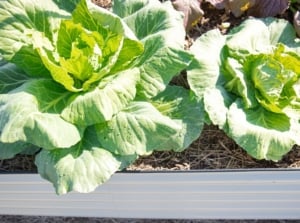 A close-up capturing growing cabbage plants adorned with glistening water droplets on tender young leaves, thriving in brown soil layered with straw mulch within a metal raised bed.