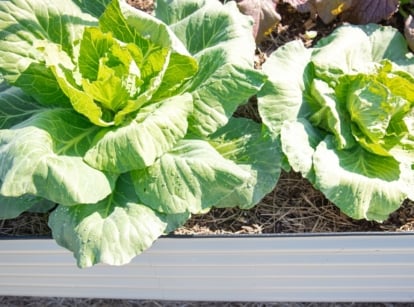 A close-up capturing growing cabbage plants adorned with glistening water droplets on tender young leaves, thriving in brown soil layered with straw mulch within a metal raised bed.