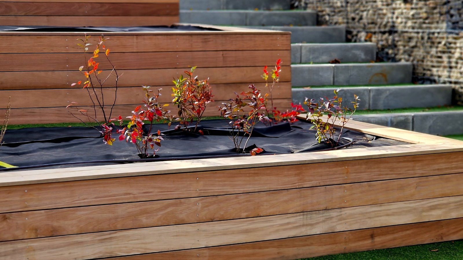 A close-up of wooden raised beds containing small Canadian blueberry plants with red leaves, basking in sunlight.