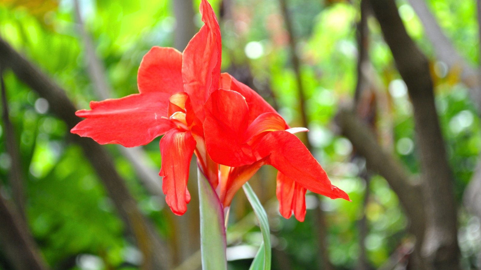 Trimz Tropical Red Hibiscus Flower Floral Leaf Wallpaper Border - Scalloped  Design, Black Background, Rustic Bamboo Accent, 15' L x 6.3\, image size:1600x900