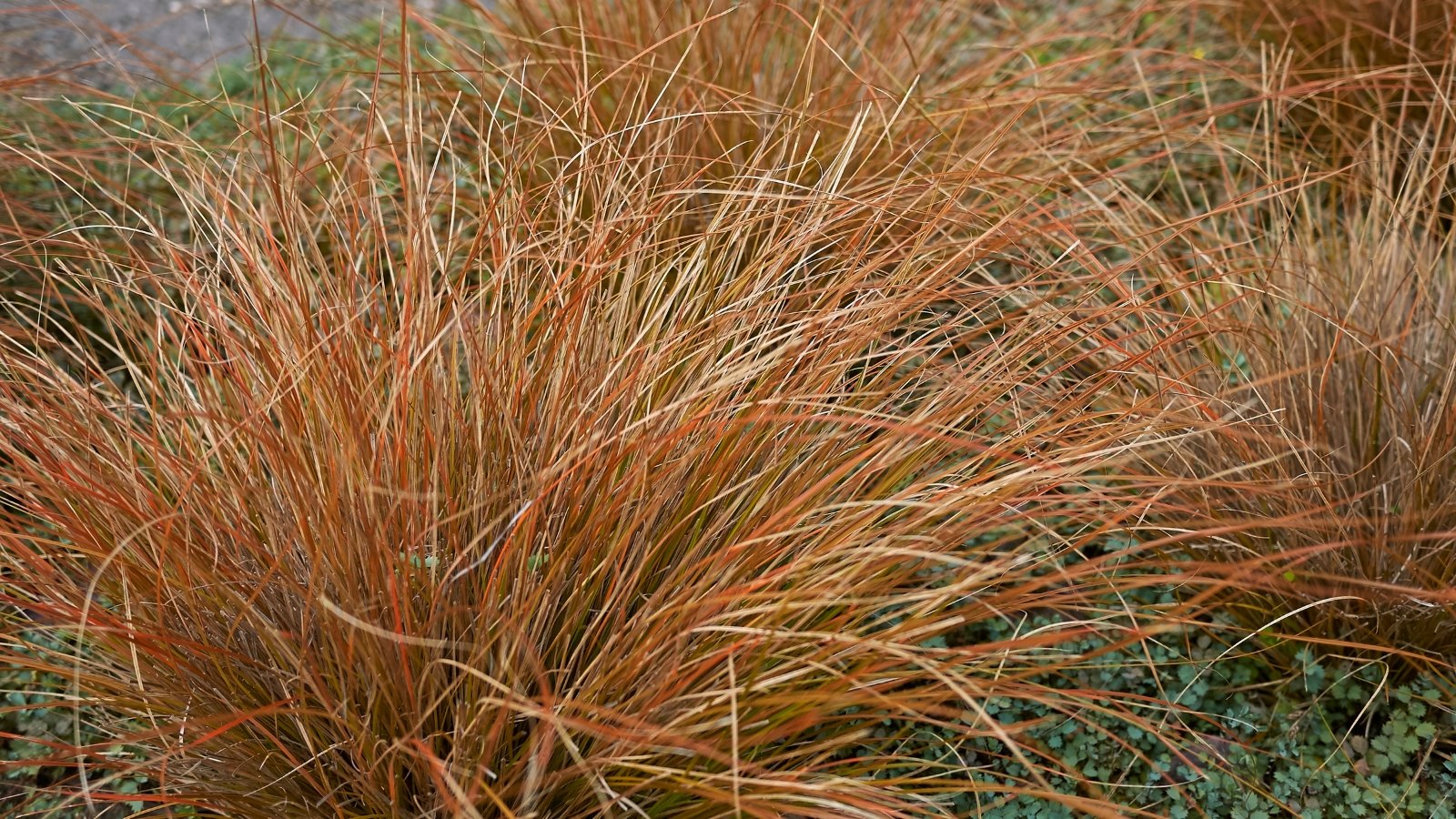 Carex buchananii, or Leatherleaf Sedge, showcases stiff, bronze-colored foliage.
