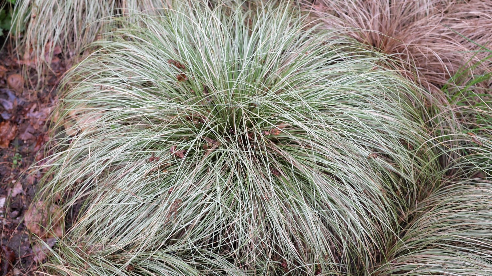 Carex comans, or Frosted Curls, displays arching stems with curly, silvery-green foliage.