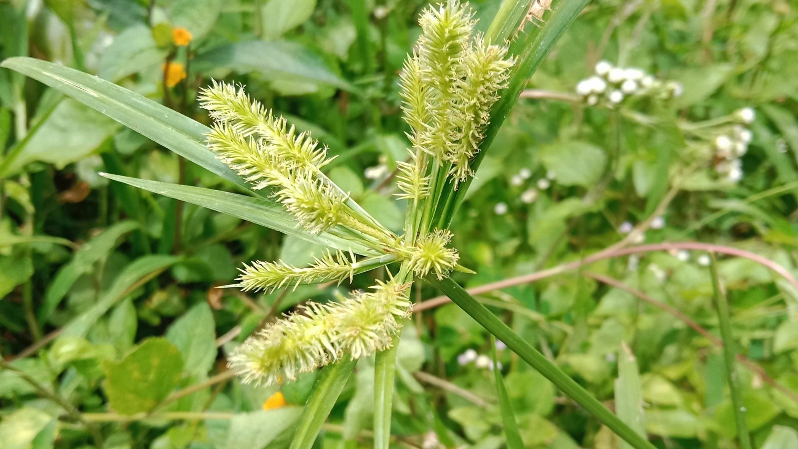 Carex comosa boasts tall, slender stems with long, arching leaves and inconspicuous greenish-brown flowers arranged in dense clusters.
