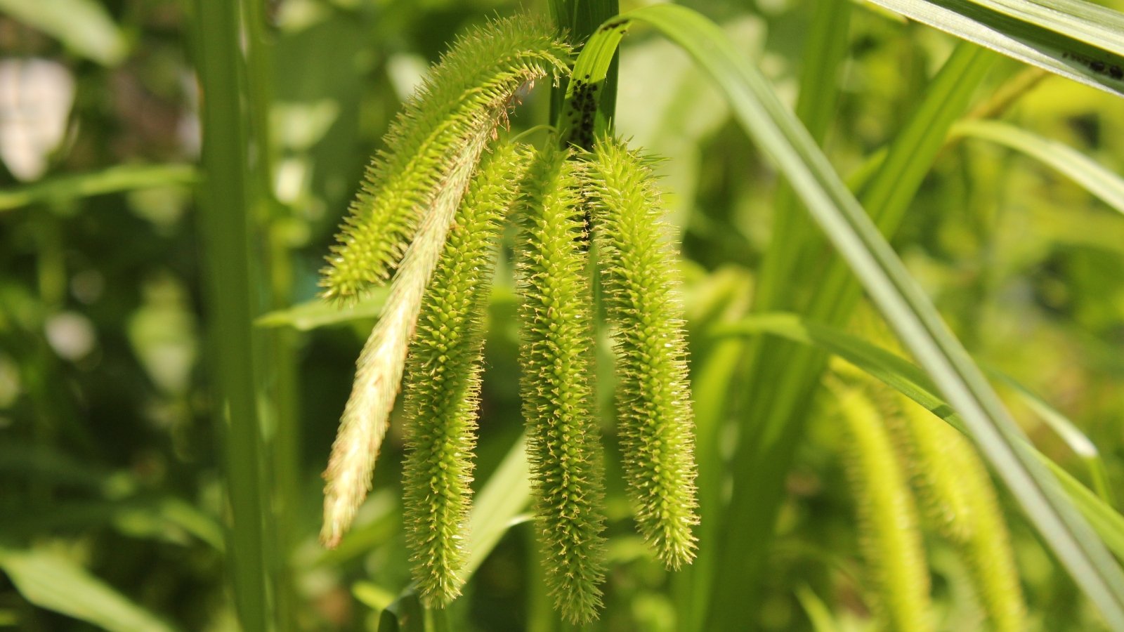 Fringed Sedge exhibits arching stems, long, narrow leaves, and clusters of small green flower spikes with fringed bracts.