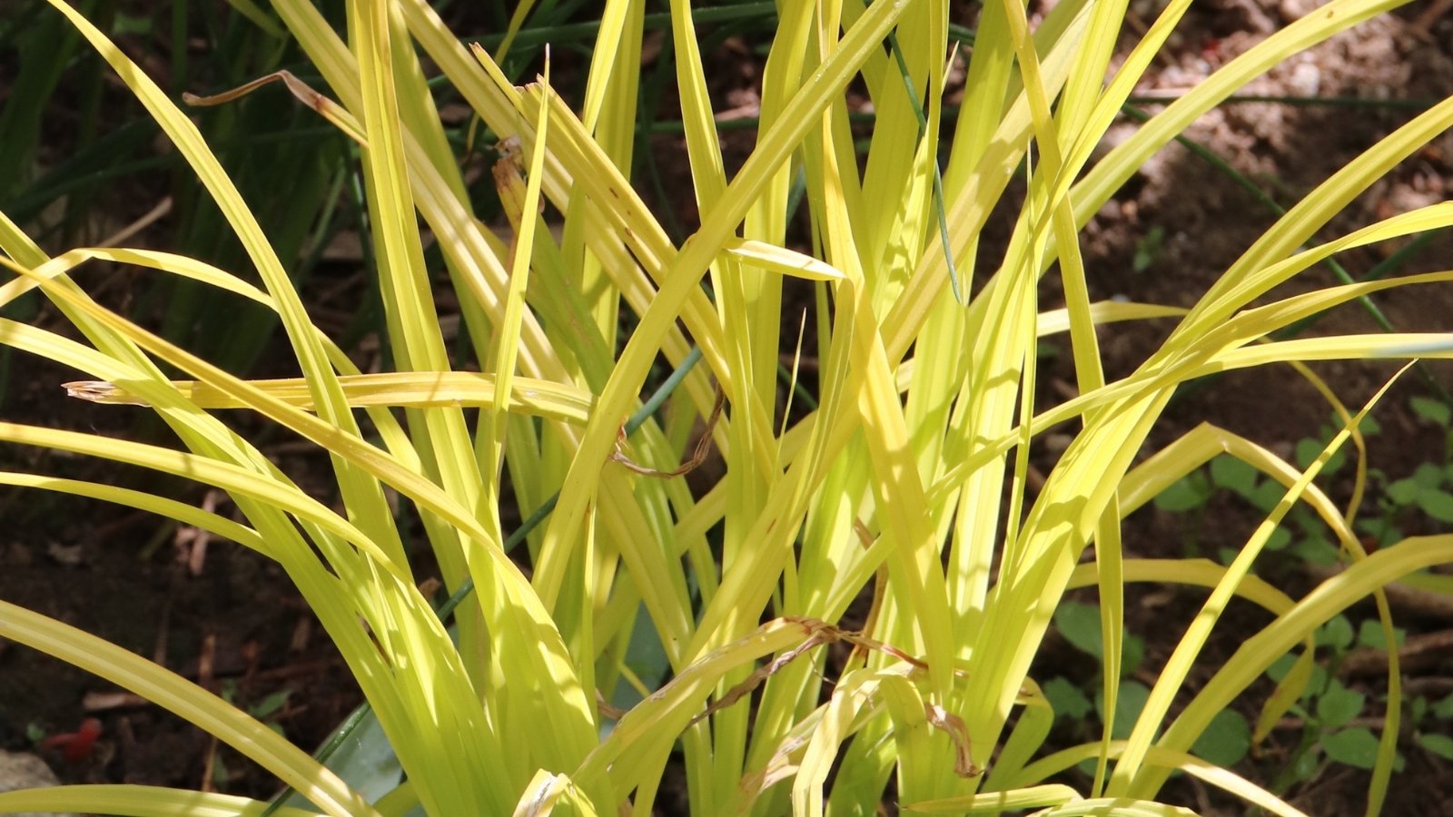 Carex elata ‘Aurea’ presents upright stems with golden-yellow foliage.
